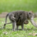monkey_balinese_smf_h_0054_bal0054.jpg